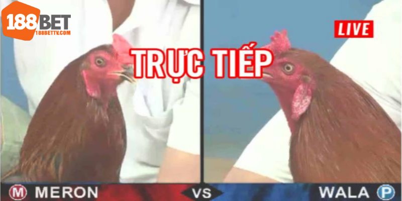 Live đá gà trực tiếp 188bet